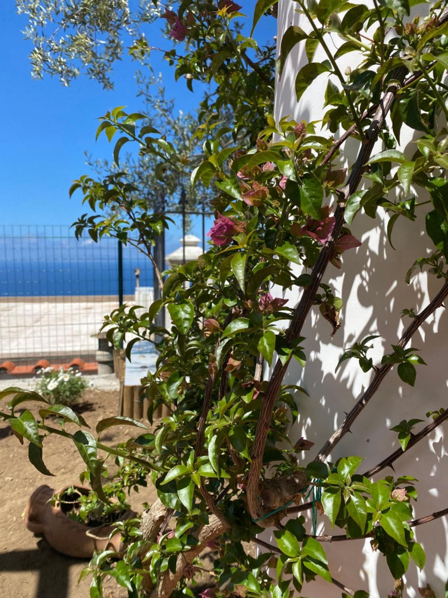 B&B La Ciammurrella Anacapri  Dış mekan fotoğraf